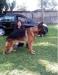 T-Zeus do Dog Center do Guatupé