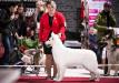 RU JCH, RU CH Zemfira Delight of Angelotti
