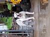 Madd Maxx of Paparazzi Kennels