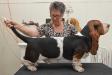 NewDown Bassets Baruch