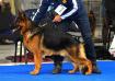 DOG EURO SHOW 2018 JUNIOR WINNER OF EUROPE OMAR z Krywlan