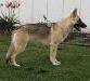 Rin Tin Tins Flashdance