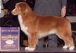 MBIS RBIS AKC GCH/Mult. CH. Star Crowned JavaHill 2Sexy4My Genes