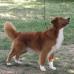 AKC BIS MBISS GCH Can NSDTRC-US CH Fionavar Javahill Topgun