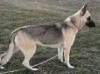 Rin Tin Tins Vixen