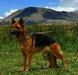 EMA DE K-9