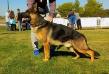 El rico vardar wolf