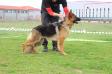 Janca Vardar Wolf