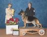2021 #19 GSD, 2021 #1 NOHS GSD, MRBISOH MGP AOE SelEx GCHB BergTal's Give Peace A Tri
