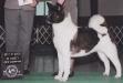 AKC CH Cside Okami's Wish Upon A Star