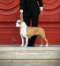 R.euro puppy winner JCh Malta Ch Malta Ch Serbia JCh Slo Cuda`s I m sorry for You