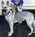 Rin Tin Tins Prancer