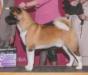 AKC GCH Shinto's Calm Cool & Collected At CAS