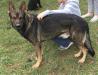 Ruko Empire K-9 Services