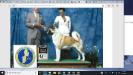 AKC CH Dem-Be's One Shining Moment At Lison