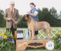 GCH CH TNT´s Ground Braker