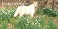  Kam Snow Glory Gretta May