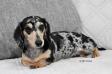  Reevesdachs Vesper Peak at Bright Doxies MS