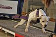 APA 90lb Champion, Iron Dog 90lb Ch, UPF 2nd Place JEMS’ Rustic Rogue