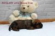 BAYLAN von Haus Eve