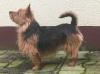 Tasmanian Dream's Akina