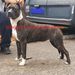 2x CAC Athene ShibaStaff von Transylvania