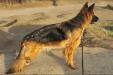  Brixi Gold-Abat
