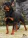  AXA Majestic Rott