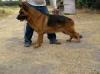 Quick Real K-9