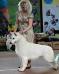 ChRus, JC Cz,CH RU RKF, Gr CH Azrb,GrChRu, bd Leningrad S NEZHNY ZVER ZHOU SHOW