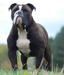 Veni Vidi Vici Olde English Bulldogges Oreo-Goliath