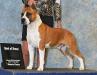 AKC GCH CH De Paco Xz Don'T Mess With Texas