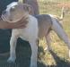  NVK’s Bringin the Heat AKA Khaleesi @ SugarSkull Kennels