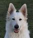GRAND CH PL, CH PL, JCH PL ELENYA Zeichen Von Wolf