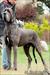 Res. World Winner 2013, Int.CH, Grand CH Bul, Grand CH Rus Cashmere Heavenly Blue Margarejro