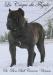 Boss Bull Canario Unicum