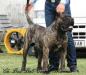 Champion Hongrie , Jeune Hongrie Boss Bull Canario Mammut