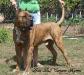 Boss Bull Canario Karmo