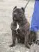 Boss Bull Canario Azumba