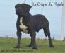 2 x CACS Igor de la huella del presa canario