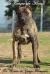 los Gigante del Campo Championa