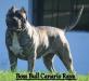 Boss Bull Canario Raya