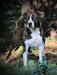 AKC GCH CH De Paco XZ Feedback From Eternity