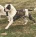  FYB Flip the Script AKA Axis @ SugarSkull Kennels
