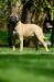  JYF Bulls Argentina Amazing Grace