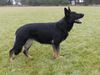 SG Azara von der Gnadehund