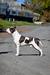 INT CH., 4*CACIB LUXSTORI AST HOUSE BIG TONY