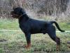  Dizel Earl Antonius