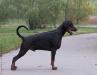 J.CH.RUS-CLUB-UKR-LAT-LIT-EST-BALTIC,CH.RUS-CLUB-RKF,4xBOB Pride of Russia Graaf Nero