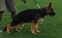 Cooper von Viadei
